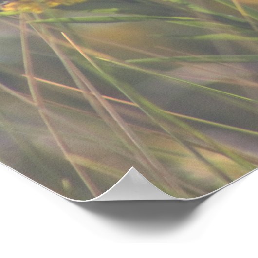 Poster Fleur sauvage jaune (Coin)