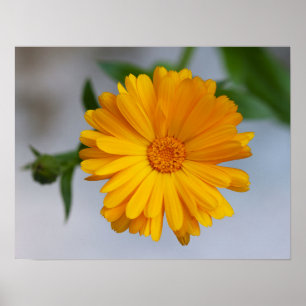 Poster Fleur sauvage jaune de marguerite de Gerbera