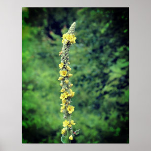 Poster Fleur sauvage jaune Mullein