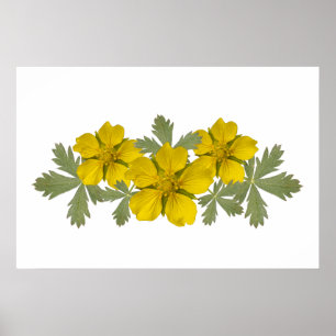 Poster Fleur sauvage jaune vibre