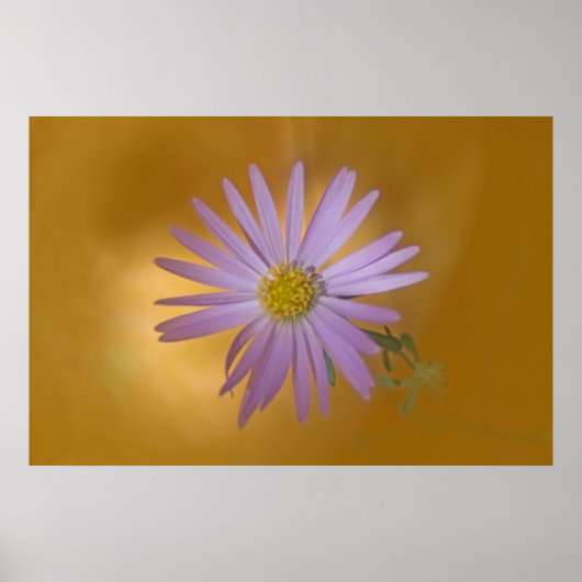 Poster Fleur sauvage Mojave Aster (Devant)
