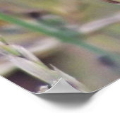 Poster Fleur sauvage unique pourpre (Coin)