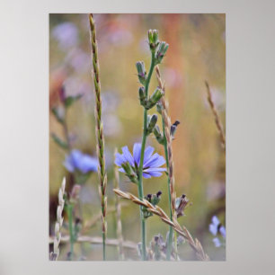 Poster Fleur sauvage unique pourpre