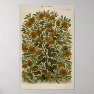 Poster Fleur sauvage vintage sur papier vieilli - Rustiqu