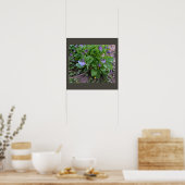 Poster Fleur sauvage violet (Cuisine)