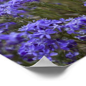 Poster Fleur sauvage violet 2 (Coin)