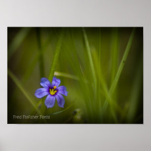 Poster Fleur sauvage violet Vignette