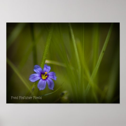 Poster Fleur sauvage violet Vignette (Devant)