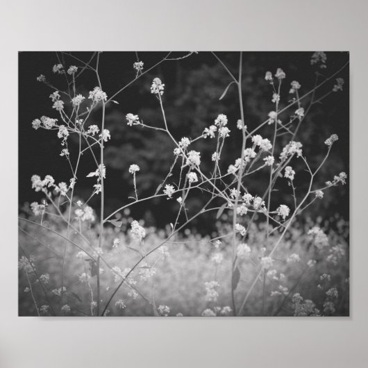 Poster Fleur sauvage Whimsical noir et blanc (Devant)