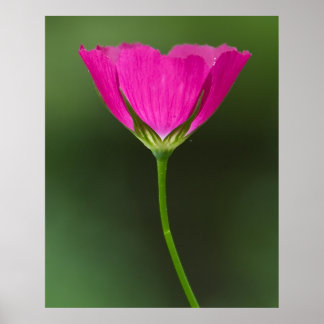 Poster Fleur sauvage Winecup