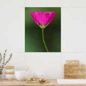 Poster Fleur sauvage Winecup (Cuisine)