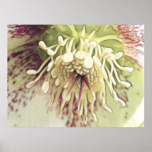 Poster Fleur sensible de Hellebore