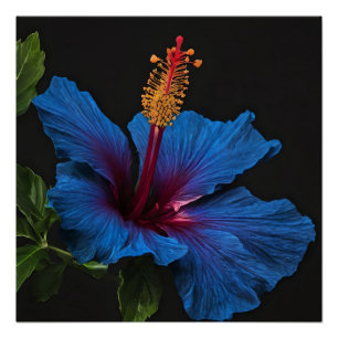 Poster "Fleur Serene : La beauté des fleurs d'Hibiscus bl