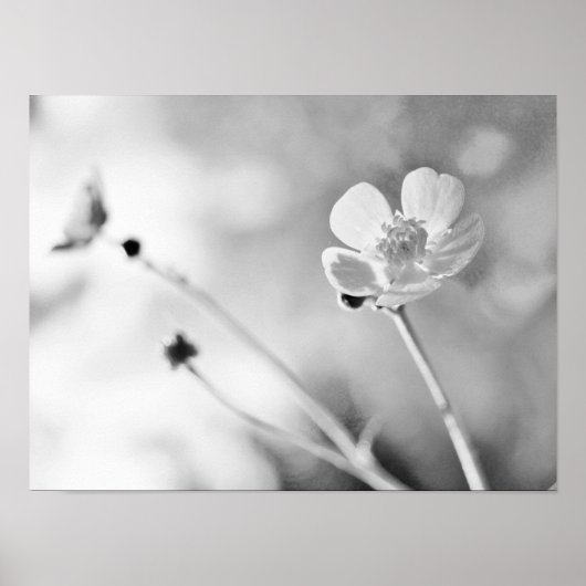 Poster Fleur simple noir et blanc (Devant)