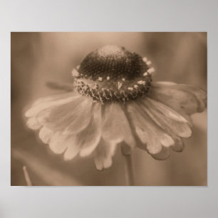 Poster Fleur Soft Zinnia Daisy À Sepia