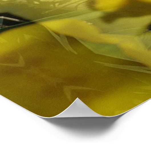 Poster Fleur soleil éclate dorée (Coin)