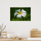 Poster fleur solitaire (Cuisine)