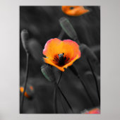 Poster Fleur Solitaire en Monochrome (Devant)