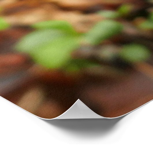 Poster Fleur Trillium Rose (Coin)