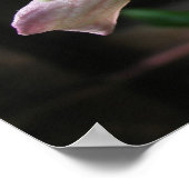 Poster Fleur trois (Coin)