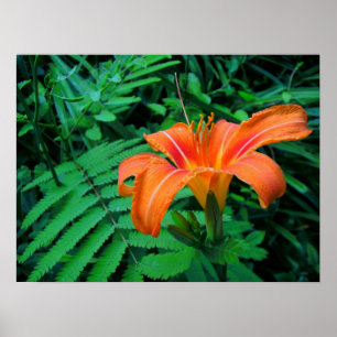 Poster Fleur tropicale orange