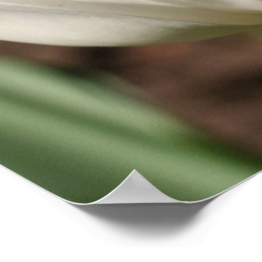 Poster Fleur Tulipe Blanche Au Soleil (Coin)