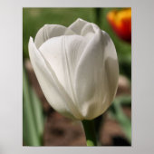 Poster Fleur Tulipe Blanche Au Soleil (Devant)