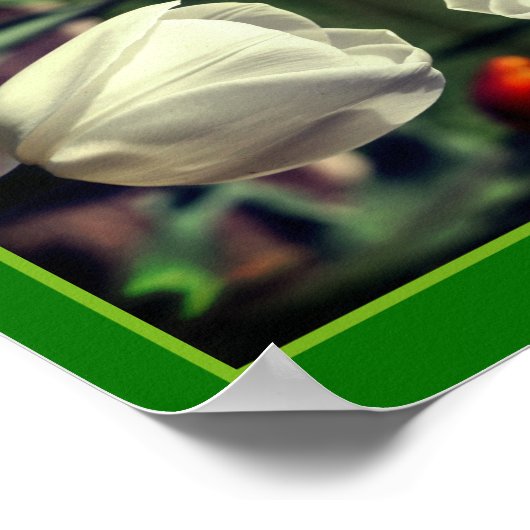 Poster Fleur Tulipe Blanche Au Soleil Abstrait (Coin)