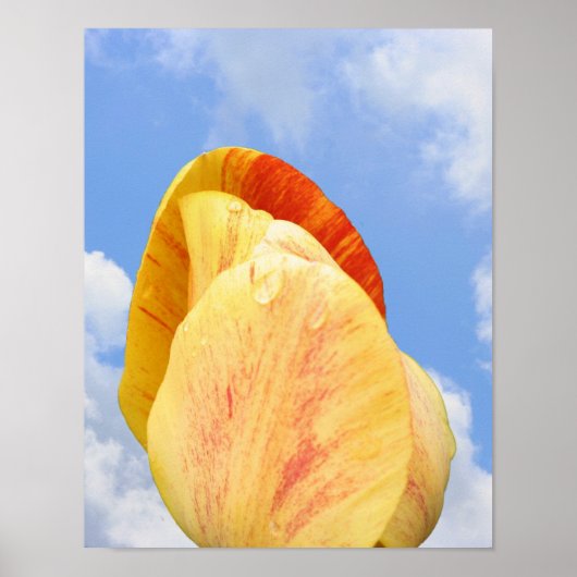 Poster Fleur Tulipe Jaune Sur Ciel Bleu (Devant)