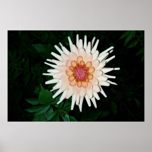 Poster fleur une nuit cool (Devant)