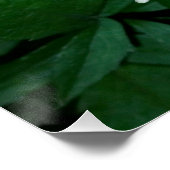 Poster fleur une nuit cool (Coin)
