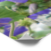 Poster Fleur vert violet Clematis (Coin)