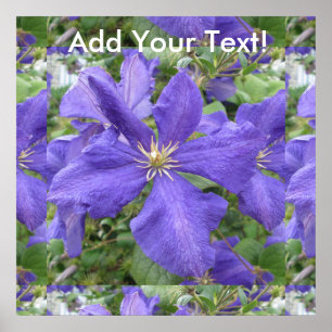 Poster Fleur vert violet Clematis