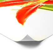 Poster Fleur vintage Amaryllis (Coin)