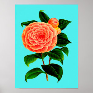 Poster Fleur vintage de Camellia