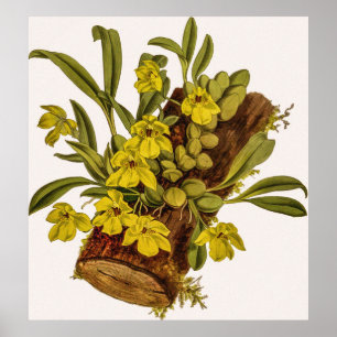 Poster Fleur vintage de l'orchidée Promenaea Stapelioides