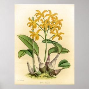 Poster Fleur vintage d'orchidée laelia Flava