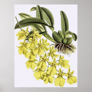 Poster Fleur vintage ONCIDIUM CONCOULEUR Orchidée