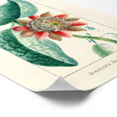 Poster Fleur vintage Passion (Coin)