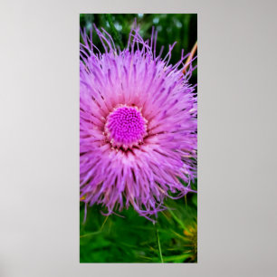 Poster Fleur violet et rose