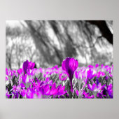 Poster Fleur violet noir blanc monochrome (Devant)