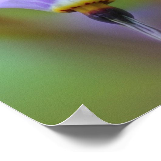 Poster Fleur violet pâle gros (Coin)