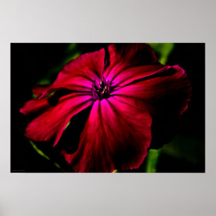 Poster Fleur violet sauvage wapcn