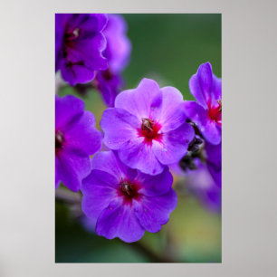 Poster Fleur violette