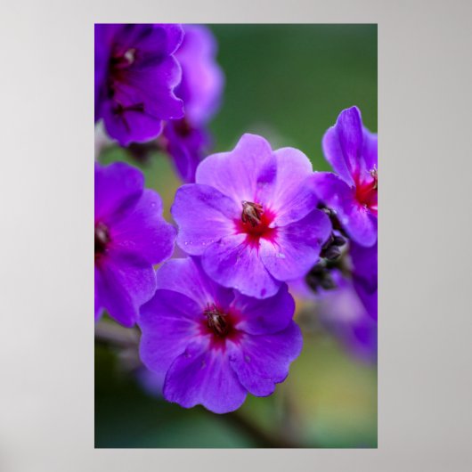 Poster Fleur violette (Devant)