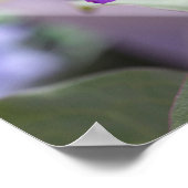 Poster Fleur violette Clematis (Coin)