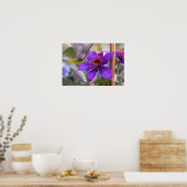 Poster Fleur violette Clematis (Cuisine)