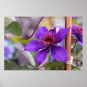 Poster Fleur violette Clematis