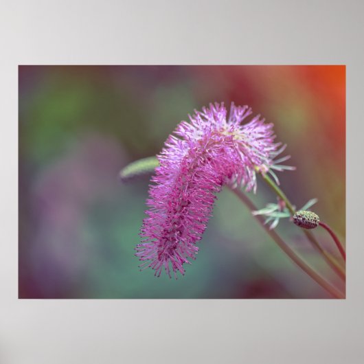 Poster Fleur violette de prairie (Devant)