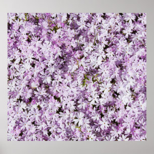 Poster Fleur violette, fond de fraîcheur estivale.